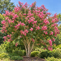 Crape Myrtle — whole plant, AI-generated botanical illustration