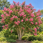 Crape Myrtle — whole plant, AI-generated botanical illustration