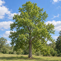 Tulip Tree — whole plant, AI-generated botanical illustration