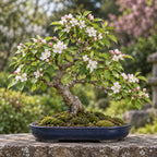 Siberian Crabapple (Malus baccata) — AI-generated mature bonsai illustration