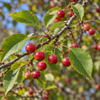Siberian Crabapple — close-up, AI-generated botanical illustration