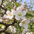 Apple — close-up