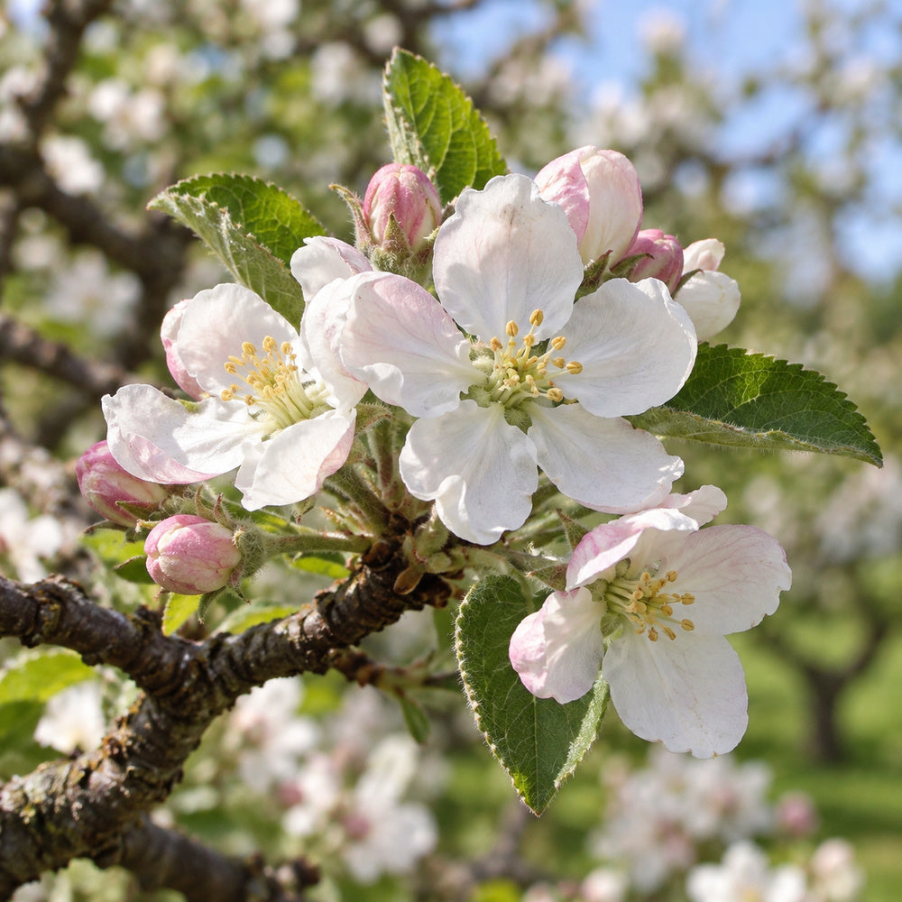 Apple — close-up