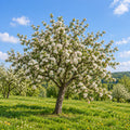 Apple — whole plant