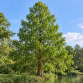 Dawn Redwood — whole plant, AI-generated botanical illustration