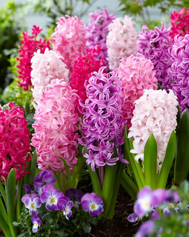 Mixture the Pinks, Hyacinth Bulbs