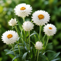 Monster White, Strawflower Seed