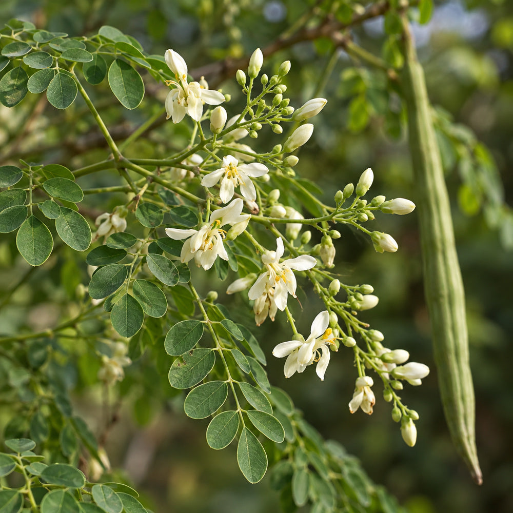Moringa — close-up