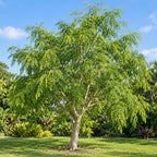 Moringa — whole plant