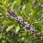 Northern Bayberry (Myrica pensylvanica) — close-up, AI-generated botanical illustration