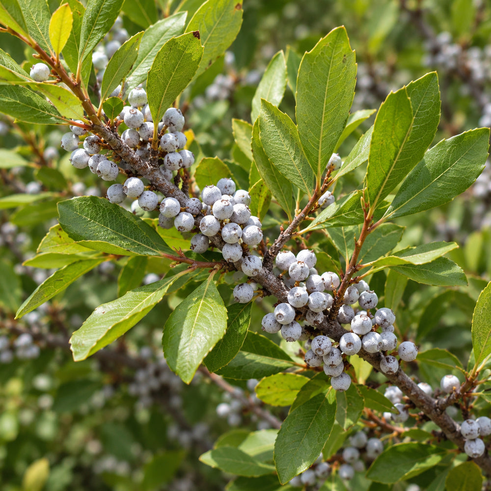 Northern Bayberry (Myrica pensylvanica) — close-up, AI-generated botanical illustration