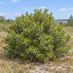 Northern Bayberry (Myrica pensylvanica) — whole plant, AI-generated botanical illustration
