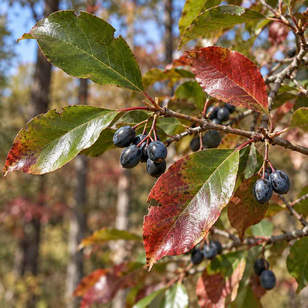 Black Gum (Nyssa sylvatica) — close-up, AI-generated botanical illustration