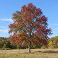 Black Gum (Nyssa sylvatica) — whole plant, AI-generated botanical illustration