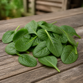 Olympia, (F1) Spinach Seed