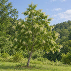 Sourwood — whole plant
