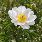 Garden Peony — close-up