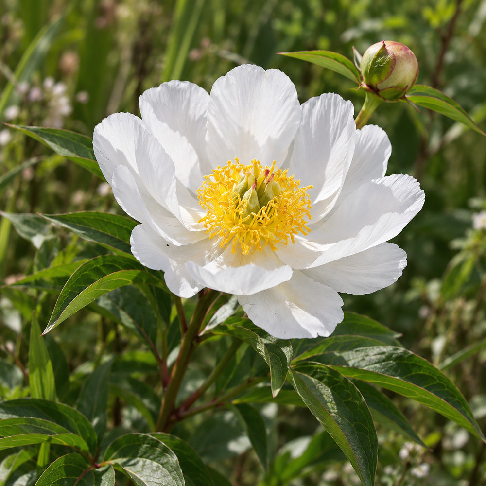 Garden Peony — close-up