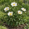 Garden Peony — whole plant