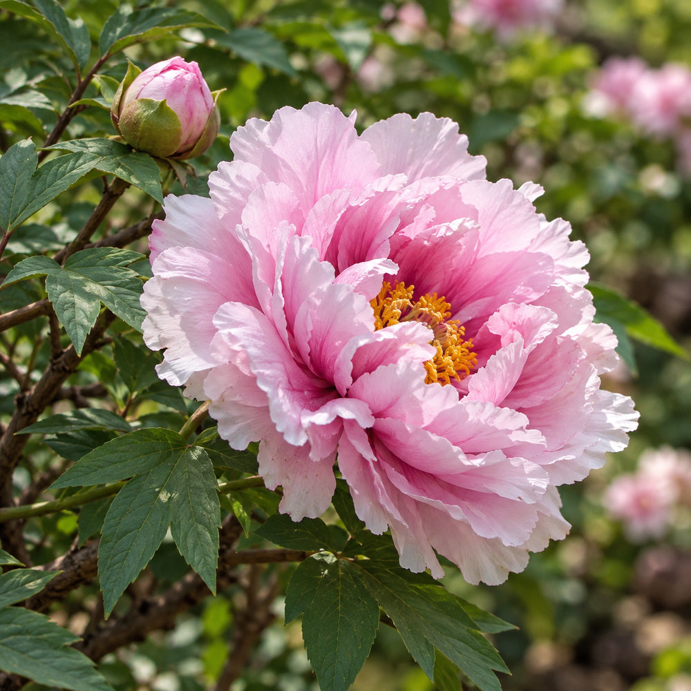 paeonia suffruticosa closeup