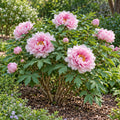 paeonia suffruticosa whole plant
