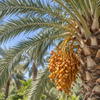 Date Palm — close-up