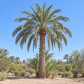 Date Palm — whole plant