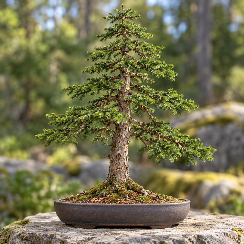 Norway Spruce (Picea abies) — AI-generated mature bonsai illustration