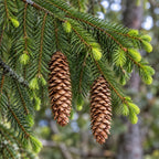 Norway Spruce — close-up