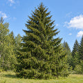 Norway Spruce — whole plant
