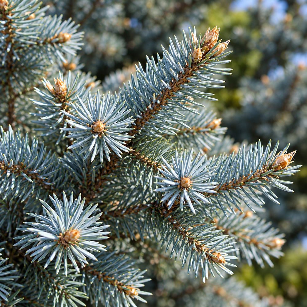 Colorado Blue Spruce — close-up, AI-generated botanical illustration