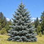 Colorado Blue Spruce — whole plant, AI-generated botanical illustration
