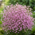 Pink Gypsy, Baby's Breath Seed