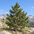 Bristlecone Pine — whole plant