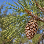 Ponderosa Pine (Pinus ponderosa) — close-up, AI-generated botanical illustration