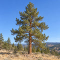 Ponderosa Pine (Pinus ponderosa) — whole plant, AI-generated botanical illustration
