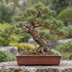 Scots Pine (Pinus sylvestris) — AI-generated mature bonsai illustration