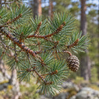 Scots Pine — close-up