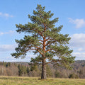 Scots Pine — whole plant