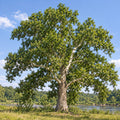 American Sycamore — whole plant, AI-generated botanical illustration