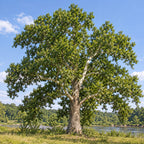 American Sycamore — whole plant, AI-generated botanical illustration