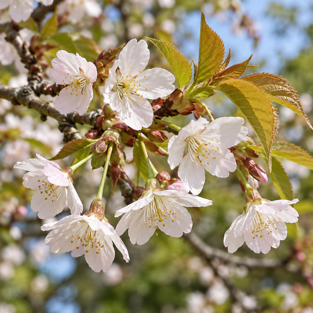 Japanese Flowering Cherry — close-up, AI-generated botanical illustration
