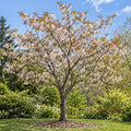 Japanese Flowering Cherry — whole plant, AI-generated botanical illustration