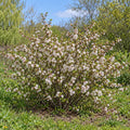 Nanking Cherry (Prunus tomentosa) — whole plant, AI-generated botanical illustration