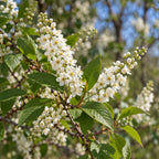 Chokecherry — close-up, AI-generated botanical illustration