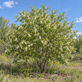 Chokecherry — whole plant, AI-generated botanical illustration