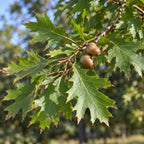 Northern Red Oak — close-up, AI-generated botanical illustration