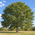 Northern Red Oak — whole plant, AI-generated botanical illustration