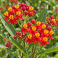 Red Butterfly milkweed (Asclepias curassavica), flower close-up