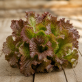Red Sails, Lettuce Seed